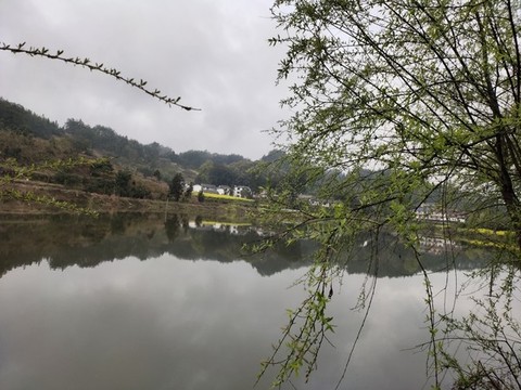 柳樹