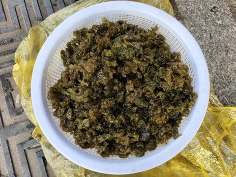 地皮菜