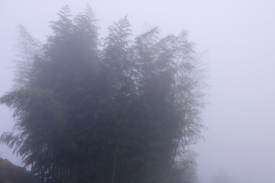 大霧竹林