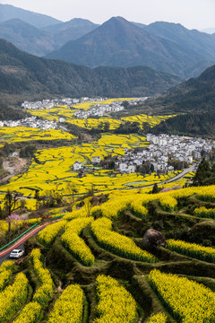 婺源江嶺油菜花