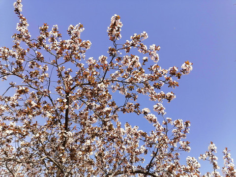 紫葉李花
