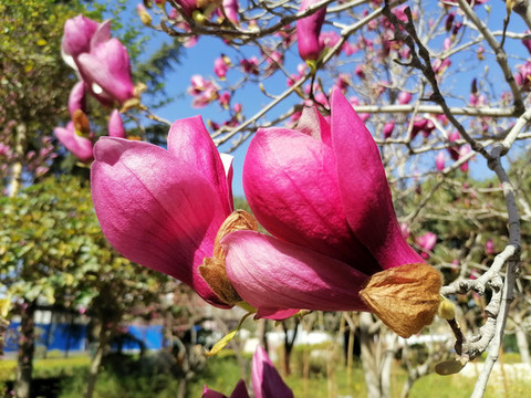 玉蘭花