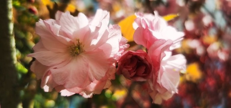 粉色櫻花