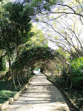 公園里的拱門小道