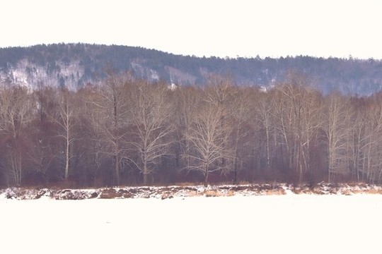 飘雪的原始森林