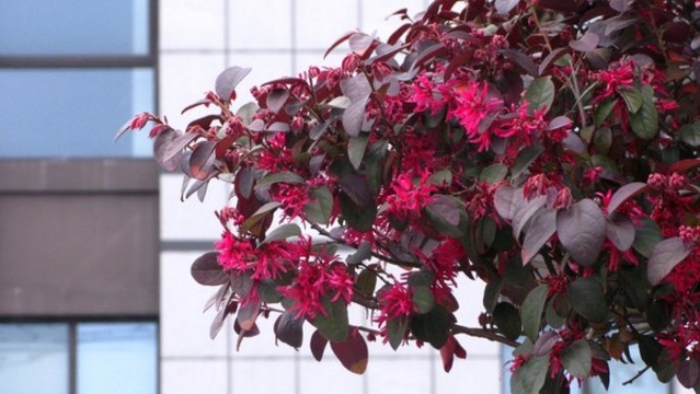 紅花檵木
