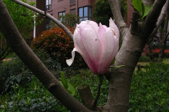 玉蘭花