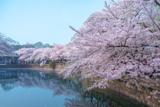 櫻花