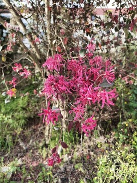 紅花檵木
