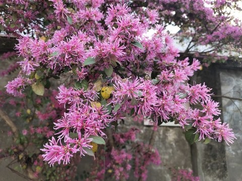 紅檵花