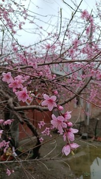 鄉(xiāng)間美麗的桃花