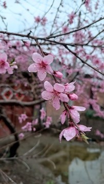 鄉(xiāng)間美麗的桃花