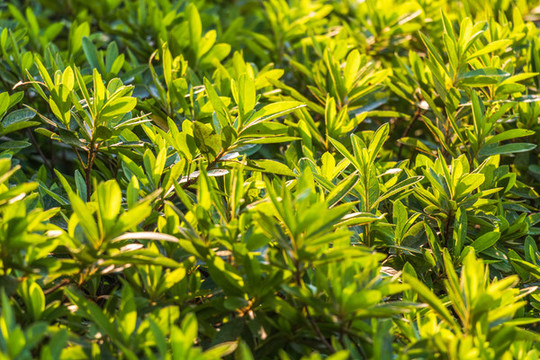 春天綠色植物背景樹葉小草