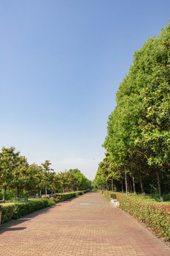 戶外公園樹林小路春天綠色
