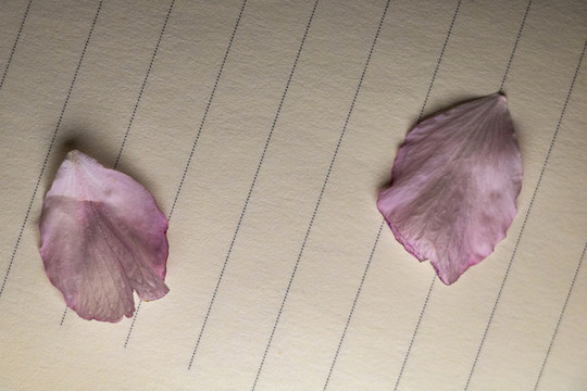 花朵花卉粉色櫻花背景