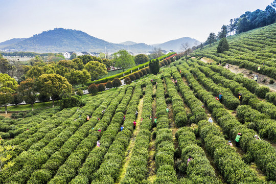 樹山茶園