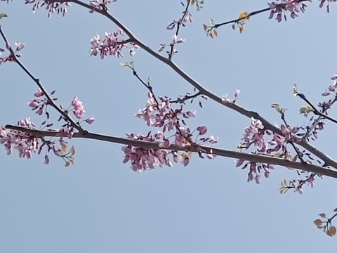 紫碎花