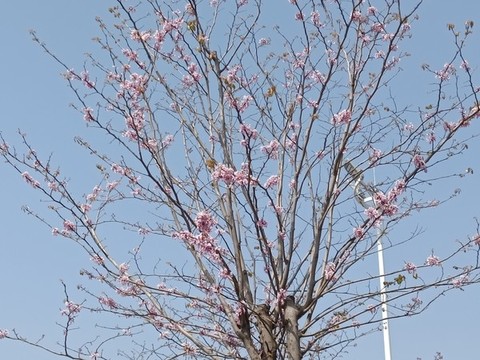散花