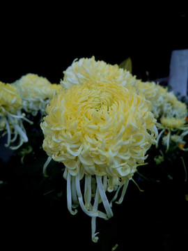黃白色菊花