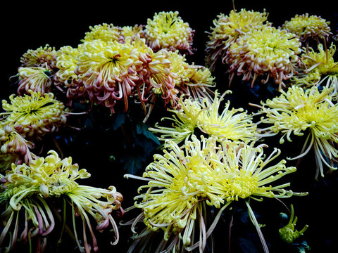 菊花展特寫