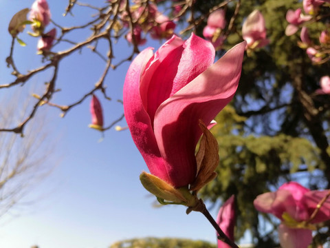 玉蘭花