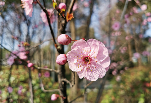 梅花櫻花