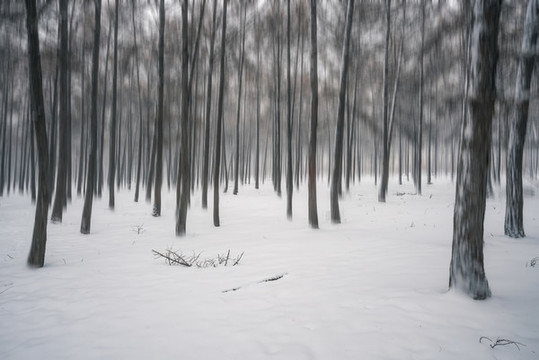 冬天積雪的樹林