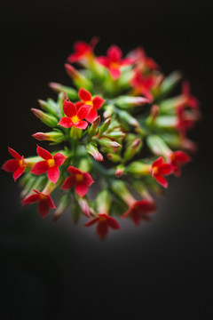長壽花