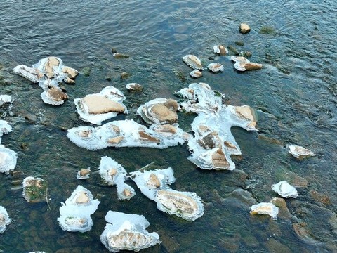 秋水冰花