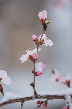 雪中的桃花