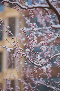 雪中的桃花