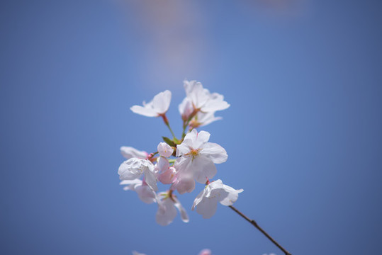 櫻花特寫