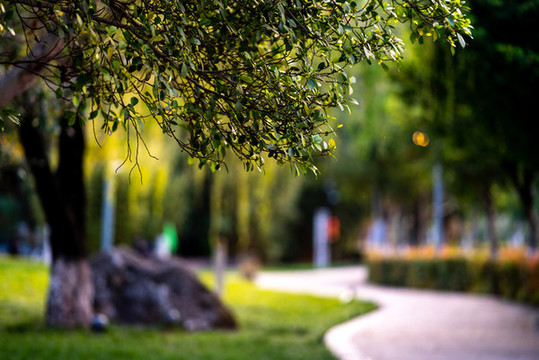 西昌邛海濕地公園春天氣息