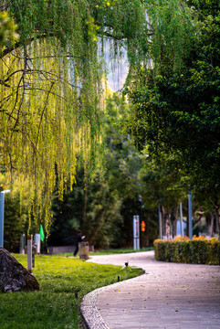 西昌街景風(fēng)鈴花西昌風(fēng)景
