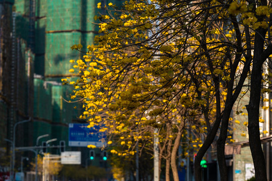 西昌街景風(fēng)鈴花西昌風(fēng)景