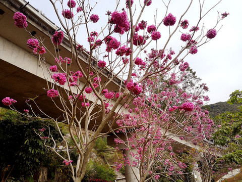 紫花風(fēng)鈴木