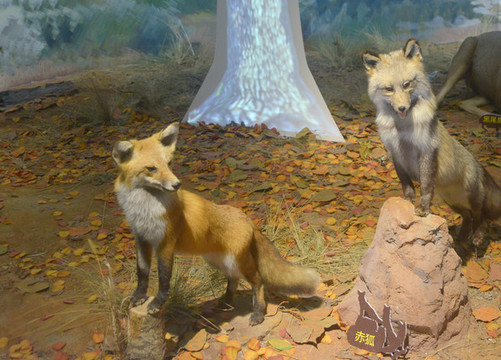 美洲野生動物標(biāo)本赤狐