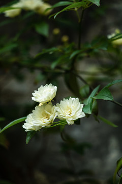 春天野花花朵白色花盛放