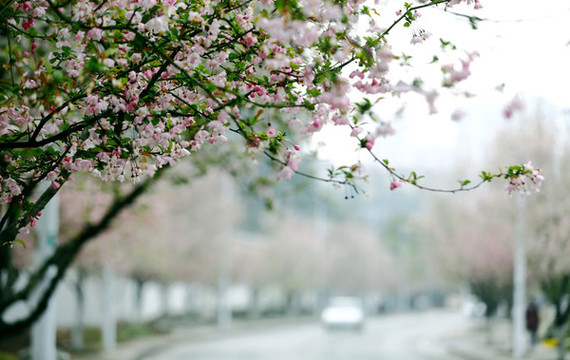 花街春景