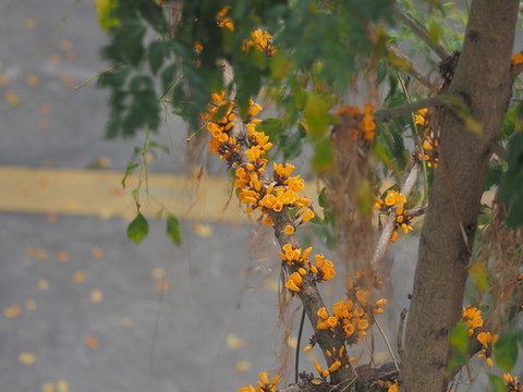 熱帶植物火燒花