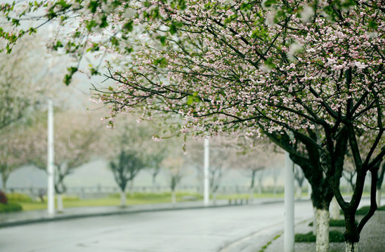 花街春景