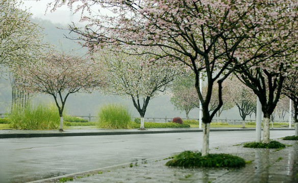 花街春景