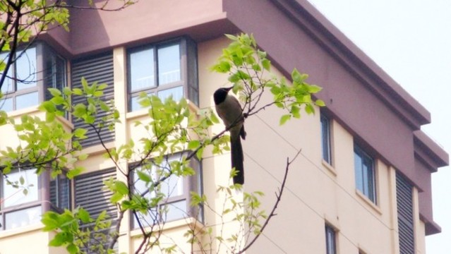 春光里的灰喜鵲