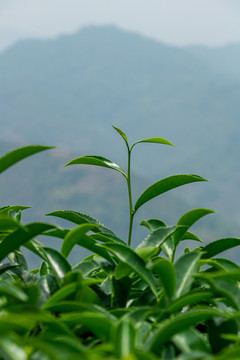 安溪山村茶場