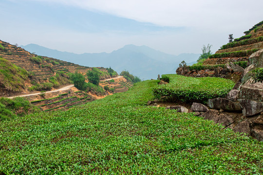 安溪山村茶場(chǎng)
