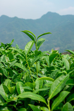 安溪山村茶場