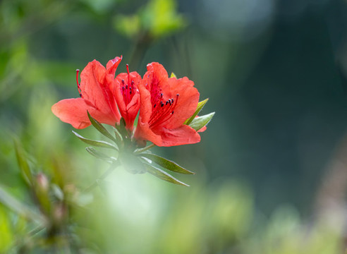 杜鵑花