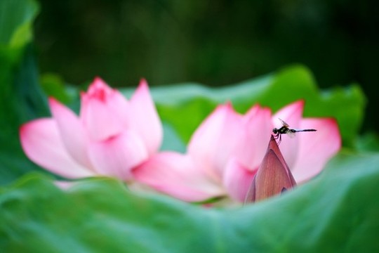 荷花蜻蜓
