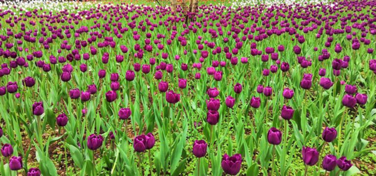 紫色郁金香花海