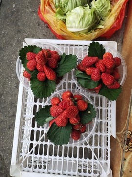 新鮮草莓